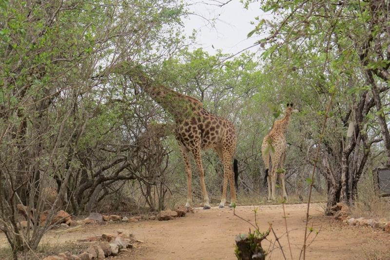 Crowe'S Nest Marloth Park Exterior foto