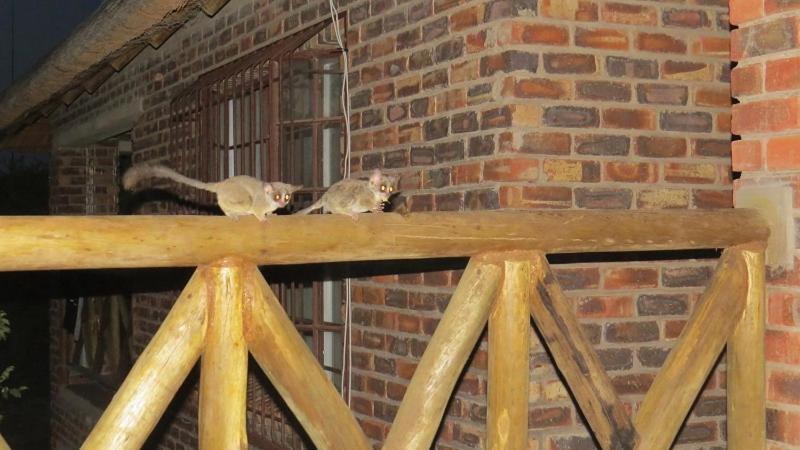 Crowe'S Nest Marloth Park Exterior foto
